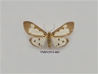 藏品(夜蛾7)的圖片